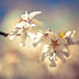 Soft Bloom I Prints by Assaf Frank