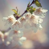 Soft bloom II Posters by Assaf Frank