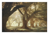 Oak Alley Morning Light Pôsteres por William Guion