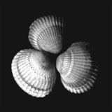Shell Collection I Prints by Ily Szilagyi