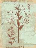 Botanical IV Posters by Ken Hurd