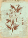 Botanical II Posters by Ken Hurd