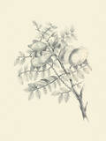 Chicken Stone Tree Prints by Maria Mendez