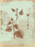 Botanical I Prints by Ken Hurd