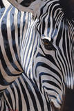 Zebra Stripes Poster by P. Charles