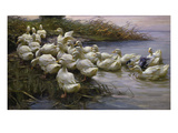 Ducks on the Lakeshore Giclee Print by Alexander Koester