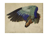 The Right Wing of a Blue Roller, 1524 Giclee Print by Albrecht Dürer