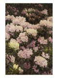 Rhododendrons Giclee Print by Alfrida Vilhelmine Ludovica Baadsgaard