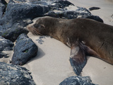 Seeloewe auf Galapagos Fotoprint van Oliver Schwartz Seeloewe auf Galapagos Fotoprint van Oliver Schwartz