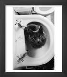 Cat Sitting In Bathroom Sink Prints by Natalie Fobes