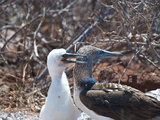Blaufusstoelpel auf Galapagos mit Nachwuchs Photographie par Oliver Schwartz