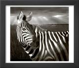 Black & White of Zebra and Plain, Kenya Prints by Joanne Williams