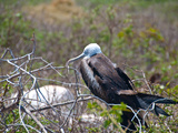 Blaufusstoelpel auf Galapagos Photographic Print by Oliver Schwartz