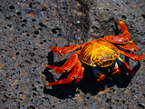 Klippenkrabbe auf Galapagos Photographic Print by Oliver Schwartz