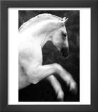 White Horse Prancing Prints by Tim Lynch