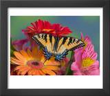 Eastern Tiger Swallowtail Female on Gerber Daisies, Sammamish, Washington, USA Posters by Darrell Gulin