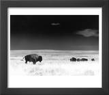 Buffalo Grazing, Buffalo Gap Nat Grassland, SD Posters by John Glembin
