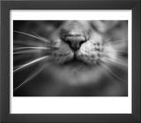 Cat's Nose and Whiskers Posters by Henry Horenstein