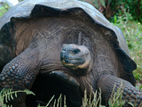 Riesenschildkroete auf Galapagos Photographic Print by Oliver Schwartz