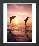 Bottlenose Dolphins, Caribbean Sea Near Roatan, Honduras Posters by Stuart Westmoreland