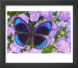 Blue and Black Butterfly on Lavender Flowers, Sammamish, Washington, USA Posters by Darrell Gulin