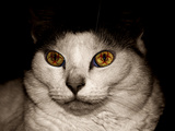 Infected Cat Photographie par  Exploding Art
