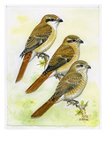 Isabelline Shrike Reproduction procédé giclée par Friedhelm Weick
