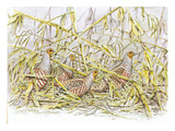 Grey Partridge Reproduction procédé giclée par Friedhelm Weick