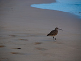 Strandschnepfe auf Galapagos Photographie par Oliver Schwartz