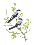 Lesser Grey Shrike Reproduction procédé giclée par Friedhelm Weick