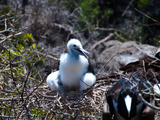 Fregattvogel-Nachwuchs im Nest auf Galapagos Photographic Print by Oliver Schwartz