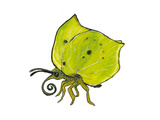 Zitronenfalter Giclee Print by Eva Jaeger