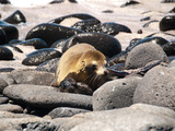 Seeloewin mit Kind Photographie par Oliver Schwartz