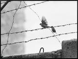 Sparrow Landing on Barbed Wire Atop the Berlin Wall Framed Canvas Print by Paul Schutzer