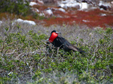 Fregattvogel auf Galapagos Photographic Print by Oliver Schwartz