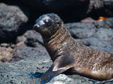 Seeloewen-Baby auf Galapagos Photographic Print by Oliver Schwartz