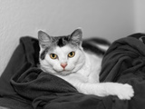 Lady Eule Photographie par  Exploding Art