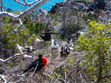 Fregattvogel Familie mit Nest Photographie par Oliver Schwartz