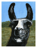 Tommy Llama Giclee Print by Mary-Jo Murphy