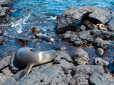 Seeloewen-Familie auf Galapagos Photographie par Oliver Schwartz