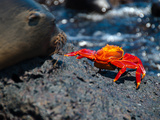 Seeloewe Und Klippenkrabbe auf Galapagos Fotoprint van Oliver Schwartz Seeloewe Und Klippenkrabbe auf Galapagos Fotoprint van Oliver Schwartz