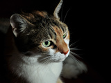 Lost in Dreams Photographic Print by  Exploding Art