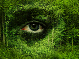 Soul of the Forest Photographic Print by  Exploding Art