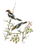 Woodchat Shrike Giclee Print by Friedhelm Weick