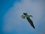Fliegender Toelpel auf Galapagos Photographic Print by Oliver Schwartz