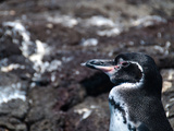 Pinguin auf Galapagos Photographic Print by Oliver Schwartz