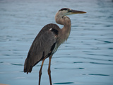 Reiher auf Galapagos Photographic Print by Oliver Schwartz