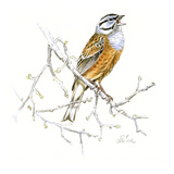 Rock Bunting Reproduction procédé giclée par Friedhelm Weick