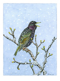 Starling Reproduction procédé giclée par Friedhelm Weick