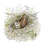 Woodcock Giclee Print by Friedhelm Weick
